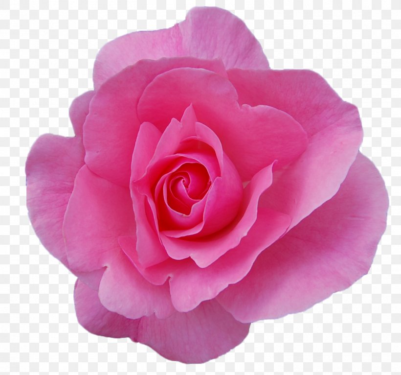 Damask Rose Rose Oil Garden Roses Flower Essential Oil, PNG, 1483x1387px, Damask Rose, Camellia, China Rose, Cosmetics, Cut Flowers Download Free