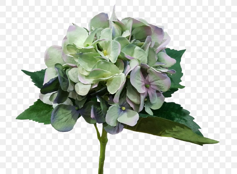 Hydrangeaceae Cut Flowers Lilac, PNG, 800x600px, Hydrangea, Cornales, Cut Flowers, Flower, Flowering Plant Download Free