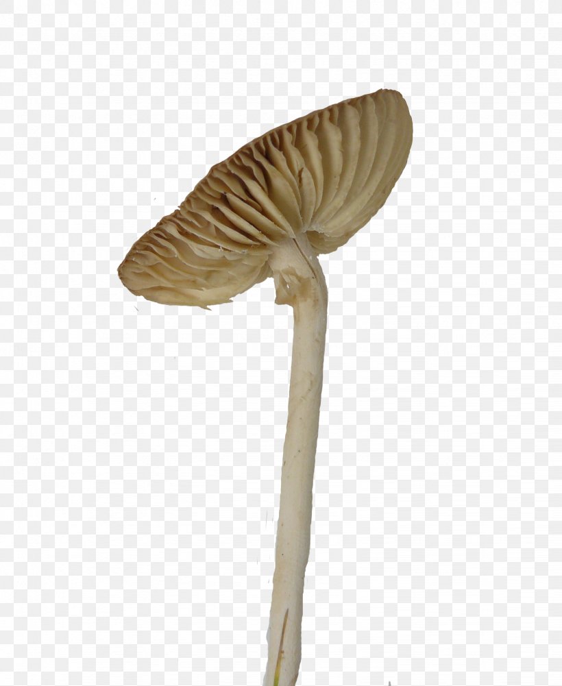 Umbrella Mushroom Fungus Euclidean Vector, PNG, 1644x2008px, Umbrella, Designer, Fungus, Macrolepiota Procera, Mushroom Download Free