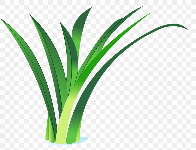 Arecaceae Grasses Flowerpot Plant Stem, PNG, 1698x1305px, Arecaceae, Family, Flower, Flowerpot, Grass Download Free
