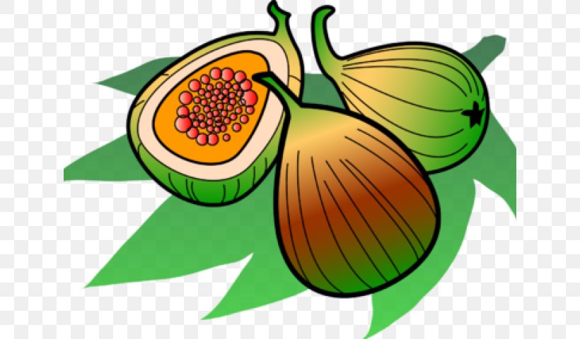 Clip Art Image Common Fig Cartoon, PNG, 640x480px, Common Fig, Art, Botany, Cartoon, Drawing Download Free