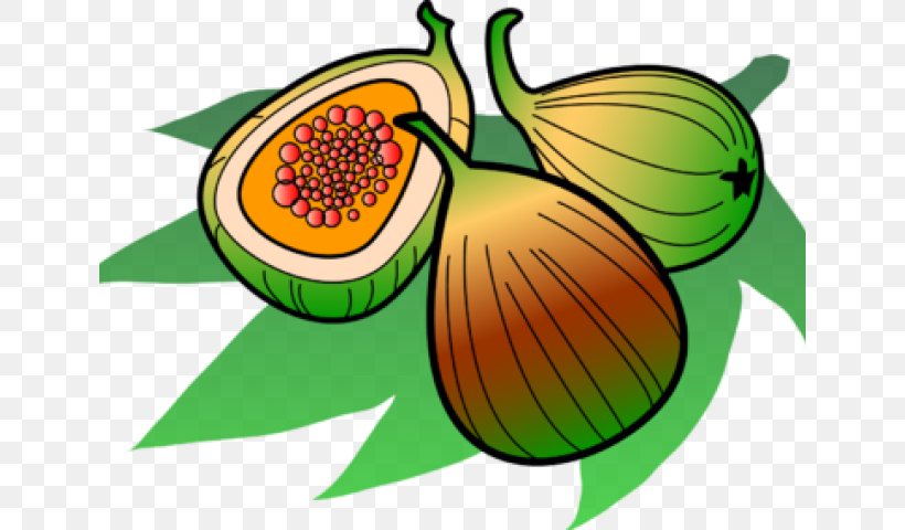 Clip Art Image Common Fig Cartoon Png X Px Common Fig Art