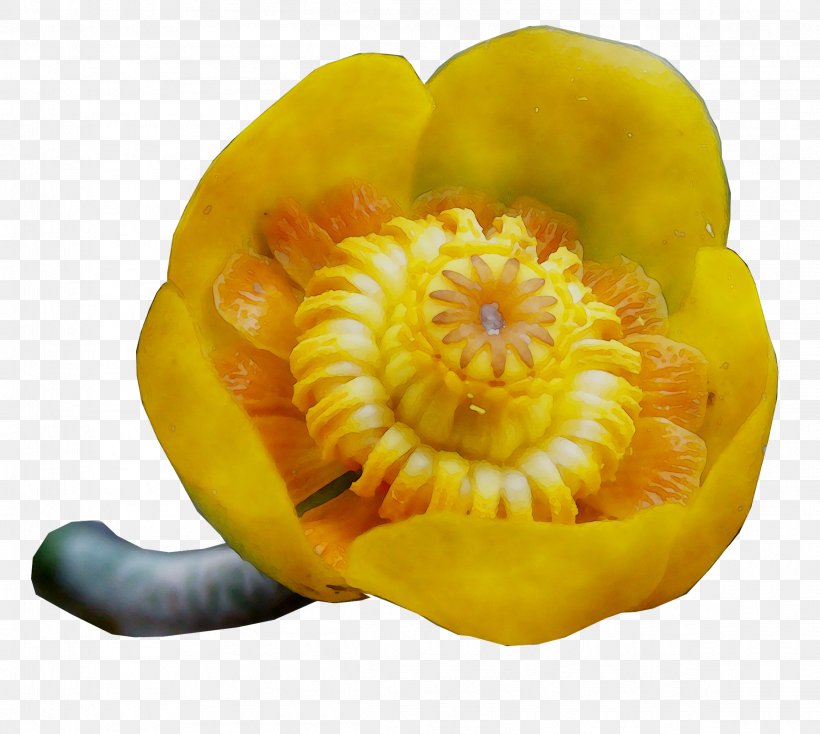 Gourd Winter Squash Calabaza Vegetarian Cuisine, PNG, 2327x2084px, Gourd, Bell Pepper, Calabaza, Commodity, Flower Download Free
