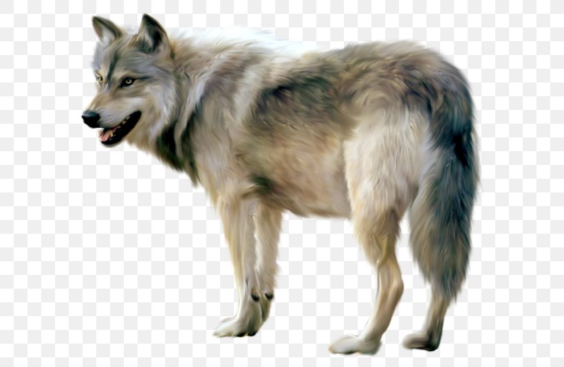 Czechoslovakian Wolfdog Saarloos Wolfdog Clip Art, PNG, 600x534px, Czechoslovakian Wolfdog, Alaskan Tundra Wolf, Canadian Eskimo Dog, Canis, Canis Lupus Tundrarum Download Free