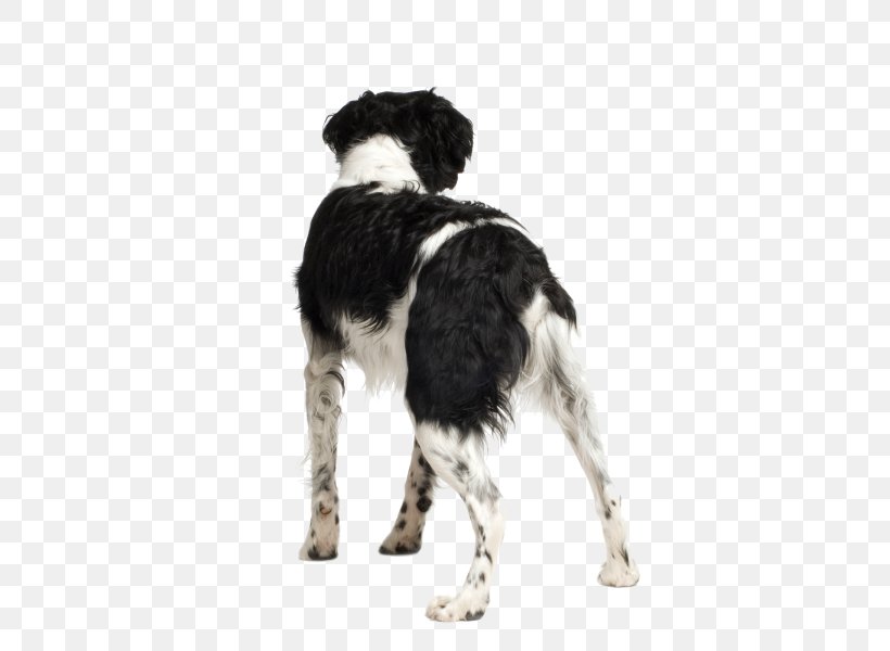 English Springer Spaniel Drentse Patrijshond Stabyhoun Small Münsterländer Brittany Dog, PNG, 600x600px, English Springer Spaniel, Brittany Dog, Carnivoran, Companion Dog, Dog Download Free