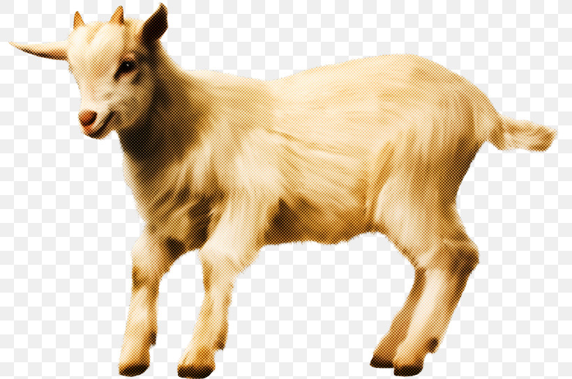 Goats Goat Cow-goat Family Bovine Livestock, PNG, 800x544px, Goats, Animal Figure, Bovine, Cowgoat Family, Goat Download Free
