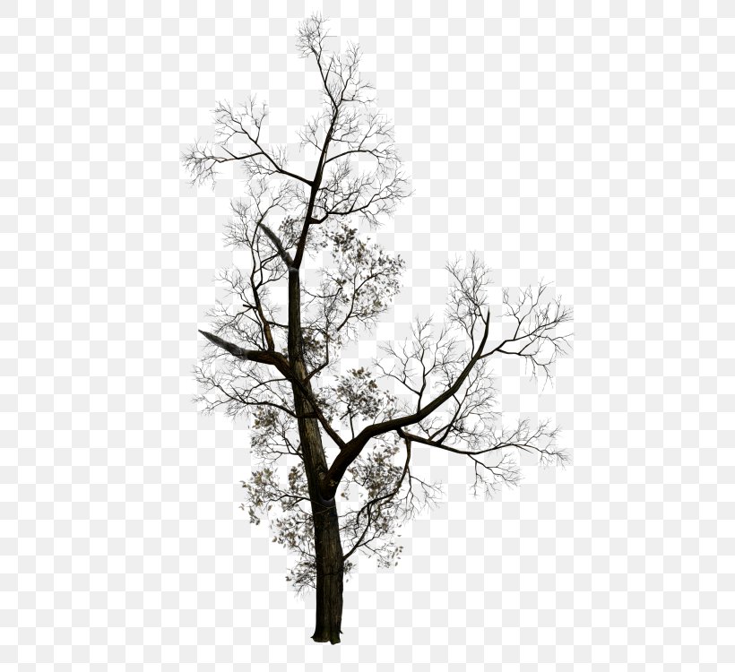 Tree Branch Clip Art, PNG, 505x750px, Tree, Black And White, Branch, Forest, Grayscale Download Free