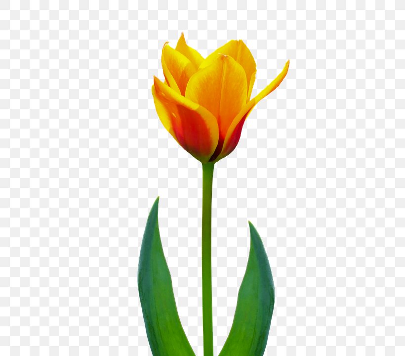 Tulip Flower Image Nature, PNG, 540x720px, Tulip, Botany, Bud, Cut Flowers, Flower Download Free