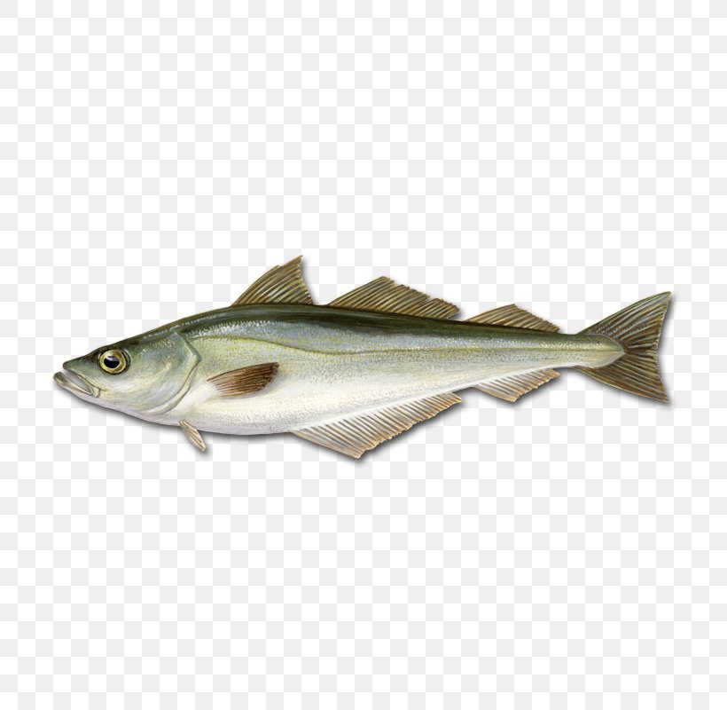 Cod Pollock Pollack Fishing, PNG, 800x800px, Cod, Atlantic Blue Marlin, Atlantic Herring, Barramundi, Bony Fish Download Free