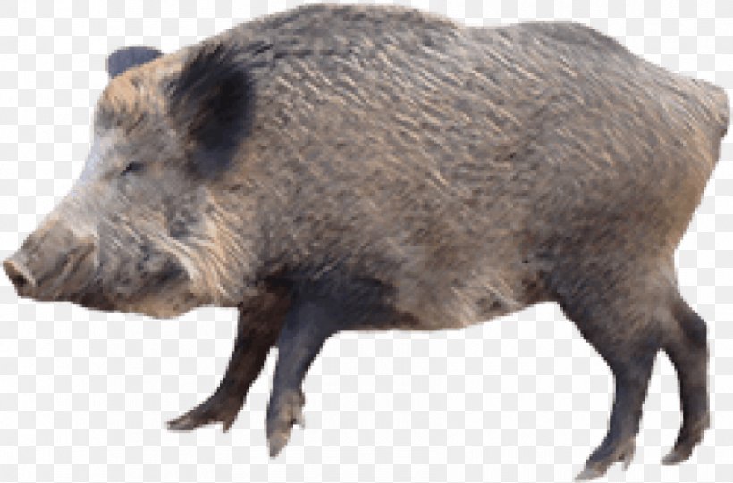 Domestic Pig Peccary Hunting Hogzilla, PNG, 850x561px, Domestic Pig, Animal, Boar Hunting, Common Warthog, Fauna Download Free