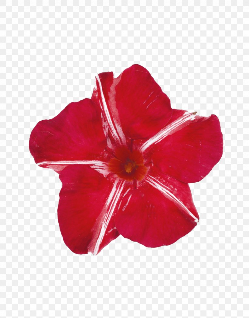 Hibiscus Rocktrumpet Plant Gardening Petal, PNG, 871x1111px, Hibiscus, Climate, Flower, Flowering Plant, Gardening Download Free