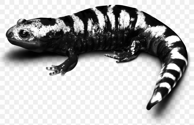 Marbled Salamander Frog Spotted Salamander Lizard, PNG, 1492x958px, Salamander, American Toad, Amphibian, Amphibian Foundation, Animal Download Free