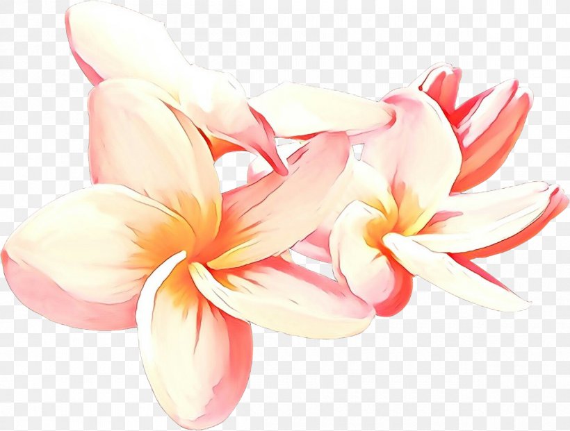 Petal Flower Frangipani Pink Plant, PNG, 1200x910px, Cartoon, Crinum, Flower, Frangipani, Pedicel Download Free