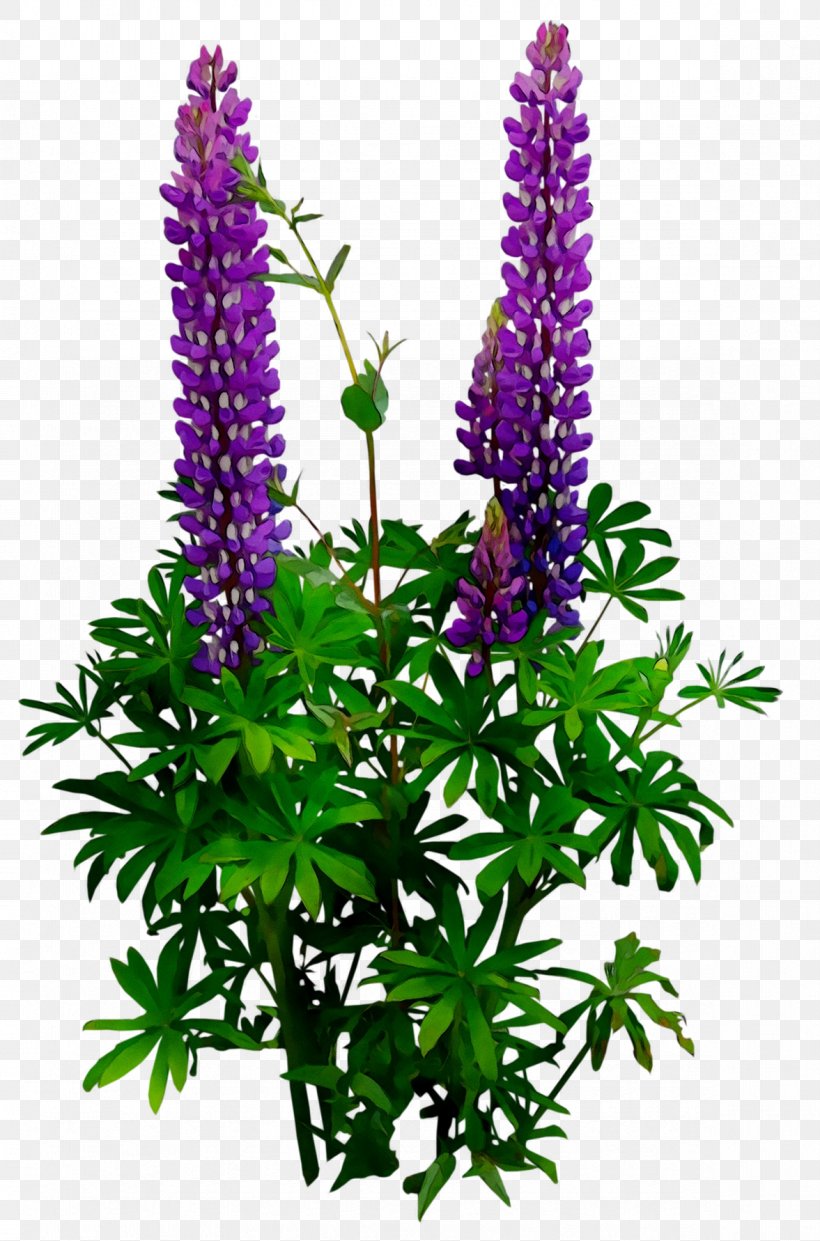 Plant Stem Cut Flowers Shrub Purple, PNG, 1177x1782px, Plant Stem, Chastetree, Cut Flowers, Delphinium, Flower Download Free