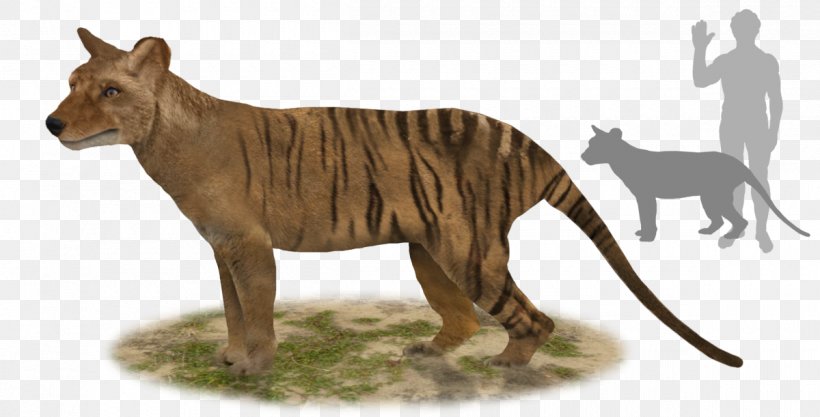 Tiger Tasmanian Devil Thylacine Thylacinus Potens, PNG, 1200x611px, Tiger, Animal Figure, Big Cats, Carnivoran, Cat Download Free