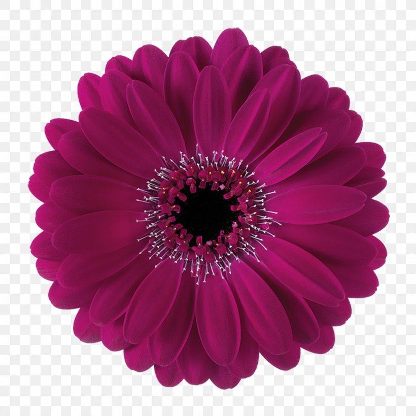 Transvaal Daisy Paper Color White Purple, PNG, 1280x1280px, Transvaal Daisy, Color, Cut Flowers, Daisy Family, Floristry Download Free