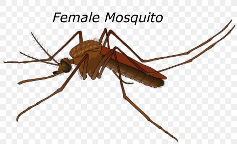 Yellow Fever Mosquito Female Mating Mosquito Control, PNG, 960x584px, Yellow Fever Mosquito, Aedes, Arthropod, Crane Fly, Culex Download Free