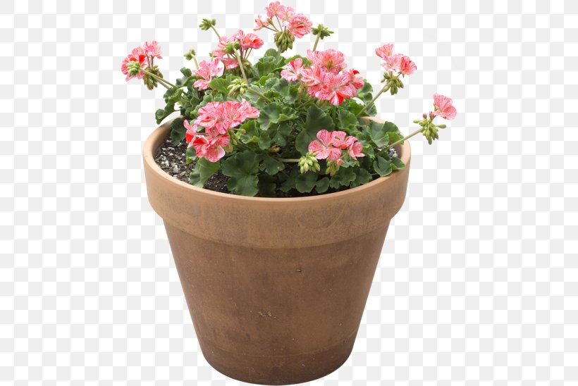 Flowerpot Houseplant Light + Building, PNG, 548x548px, Flowerpot, Annual Plant, Dendrobium, Flower, Flower Box Download Free