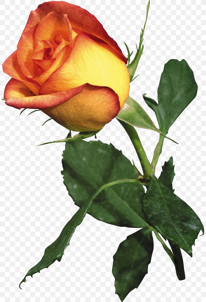 Garden Roses Flower, PNG, 806x1200px, Garden Roses, Animation, Blog, Bud, Cut Flowers Download Free