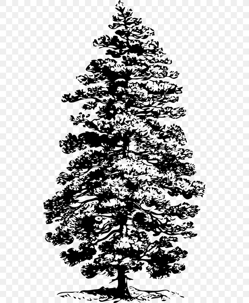 Tree Ponderosa Pine Eastern White Pine Conifers Clip Art, PNG, 534x1000px, Tree, Black And White, Branch, Christmas Decoration, Christmas Tree Download Free