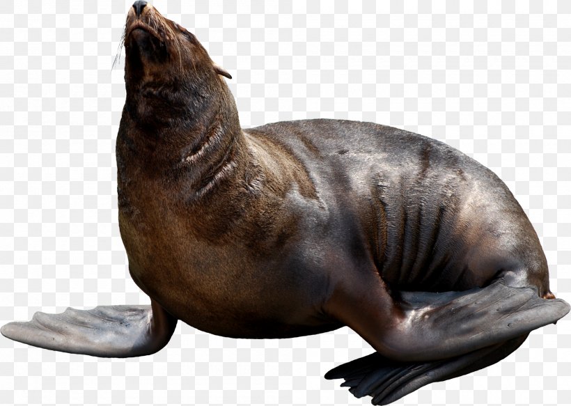Walrus Animal Sea Lion, PNG, 2000x1422px, Walrus, Animal, Centerblog, Fauna, Harbor Seal Download Free