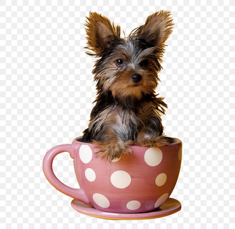 Yorkshire Terrier Miniature Pinscher Maltese Dog Puppy Teacup, PNG, 571x800px, Yorkshire Terrier, Australian Silky Terrier, Australian Terrier, Biewer Terrier, Carnivoran Download Free