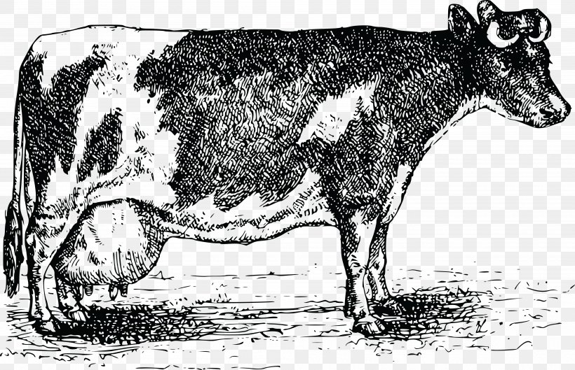 Cattle Religious Order Society Of Jesus Drawing Clip Art, PNG, 4000x2584px, Cattle, Black And White, Bull, Carmelites, Catholicism Download Free