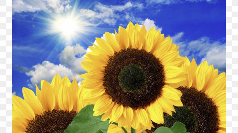 Common Sunflower Torch Натяжна стеля Desktop Wallpaper, PNG, 1170x657px, Common Sunflower, Ceiling, Cheryl Strayed, Computer, Daisy Family Download Free