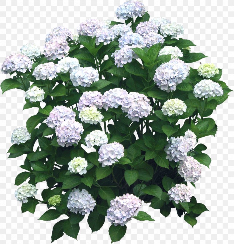 Flower Hydrangea Shrub Plant, PNG, 1152x1200px, 3d Modeling, Flower, Annual Plant, Color, Cornales Download Free