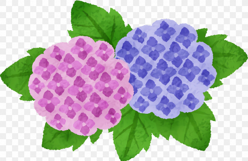 Flower Purple Violet Plant Leaf, PNG, 924x600px, Flower, Cornales, Hydrangea, Hydrangeaceae, Lantana Download Free