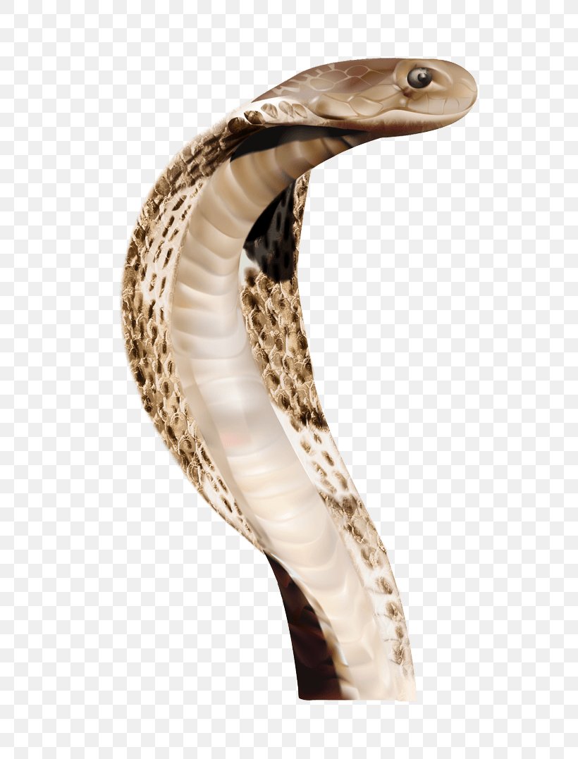 Indian Cobra Snake Animal, PNG, 700x1077px, Snake, Cobra, Display Resolution, Elapidae, Hognose Snake Download Free