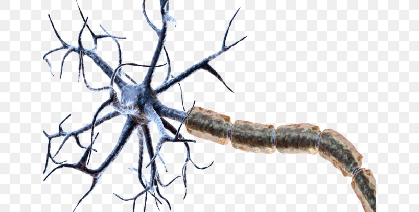 Myelin Neuron ABC Games For Toddlers Synapse Dendrite, PNG, 650x415px, Myelin, Axon, Brain, Branch, Dendrite Download Free