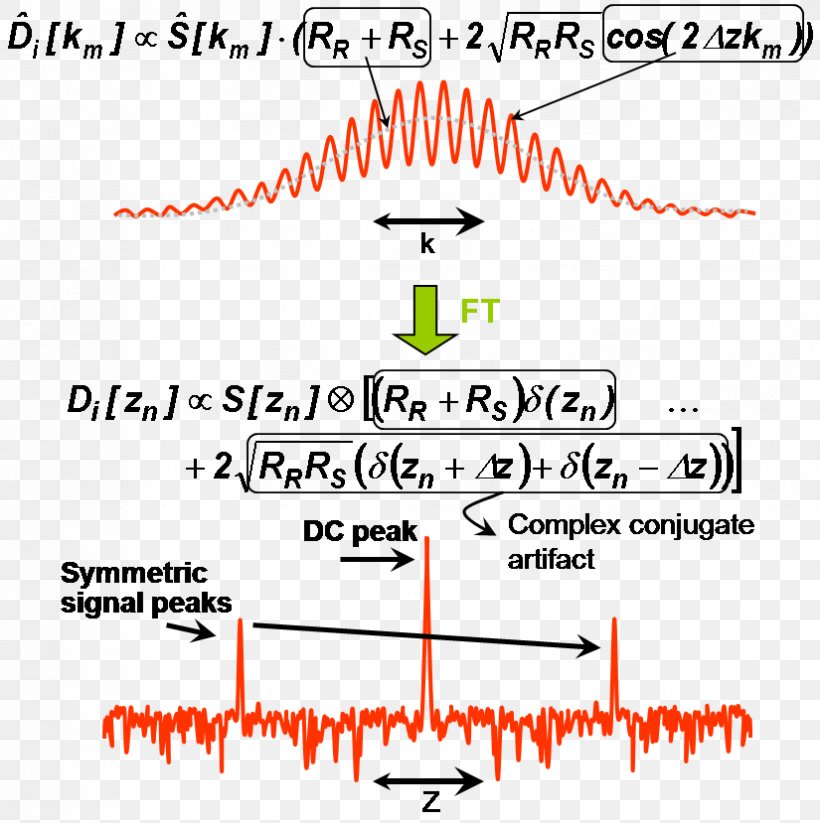 Optical Coherence Tomography Fourier Transform Frequency Domain Time