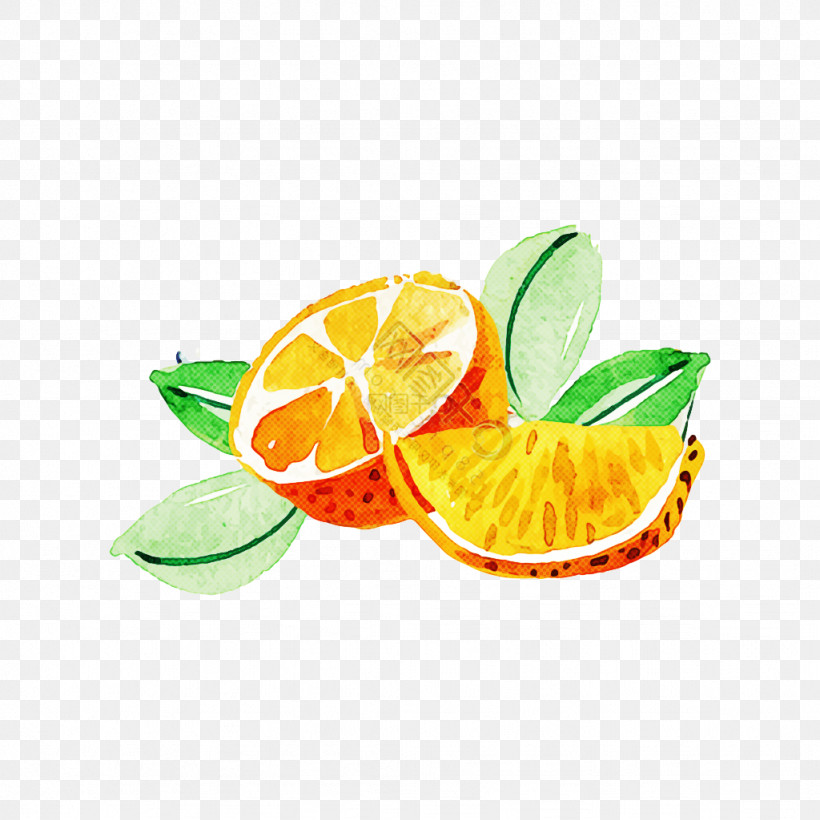 Orange, PNG, 1024x1024px, Lime, Citrus, Fruit, Key Lime, Leaf Download Free