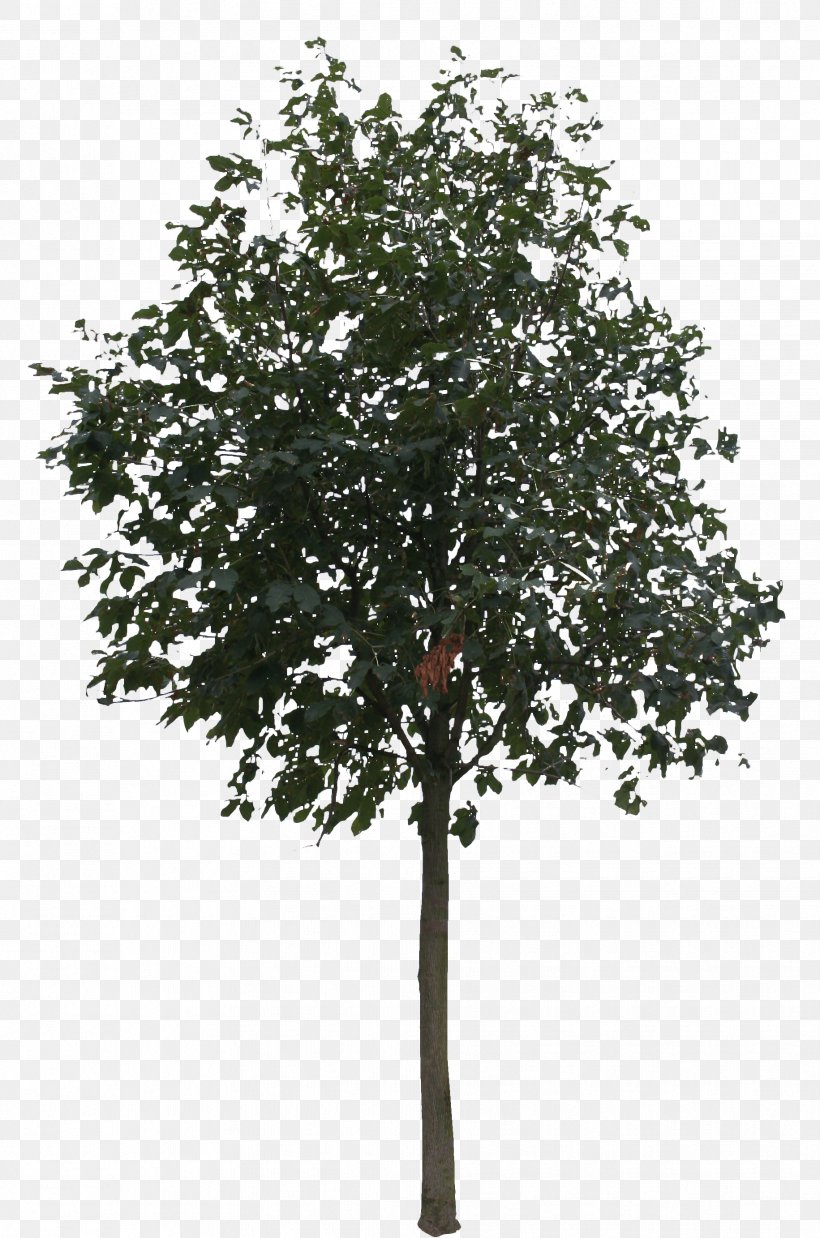 Tree Rendering, PNG, 1831x2765px, Tree, Architectural Rendering, Art, Branch, Computer Graphics Download Free