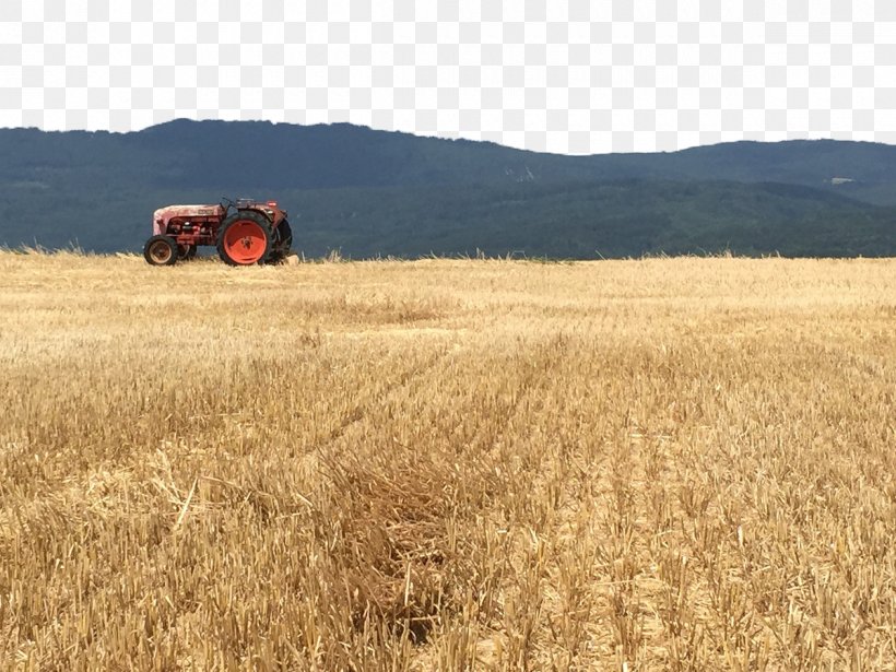 Wheat Field Harvest Grassland Crop, PNG, 1200x900px, Wheat, Agriculture, Commodity, Crop, Ecoregion Download Free