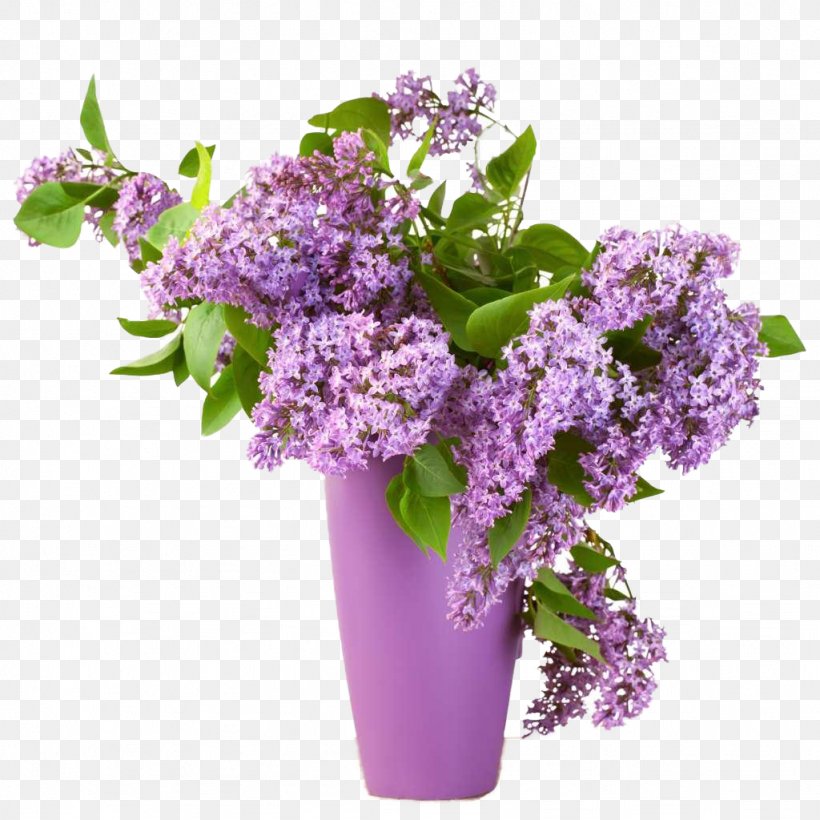 Common Lilac Summer Lilac Flower Shrub, PNG, 1024x1024px, Common Lilac, Blossom, Bonsai, Butterfly Bush, Cut Flowers Download Free