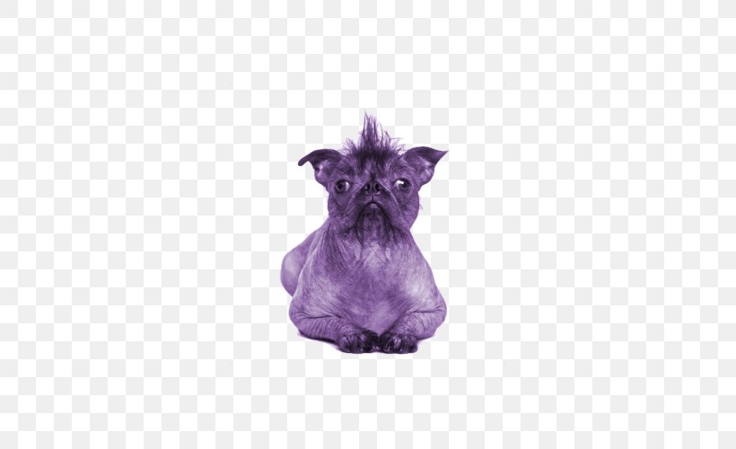 Miniature Schnauzer Chinese Crested Dog French Bulldog Puppy, PNG, 500x500px, Miniature Schnauzer, Affenpinscher, Breed, Bulldog, Cairn Terrier Download Free