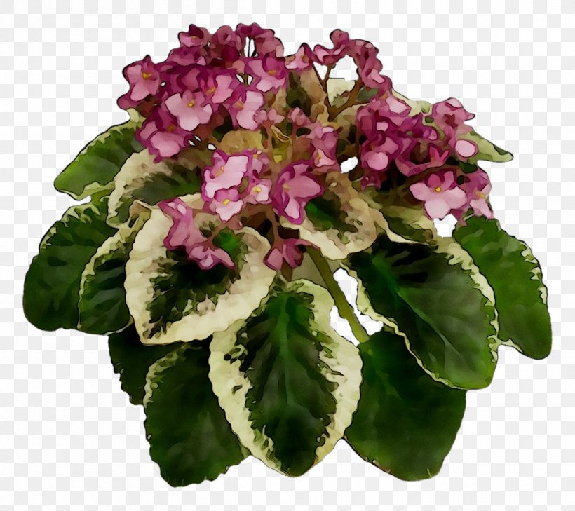 Annual Plant Herbaceous Plant Violet Flower Plants, PNG, 1204x1071px, Annual Plant, African Violets, Artificial Flower, Cut Flowers, Flower Download Free