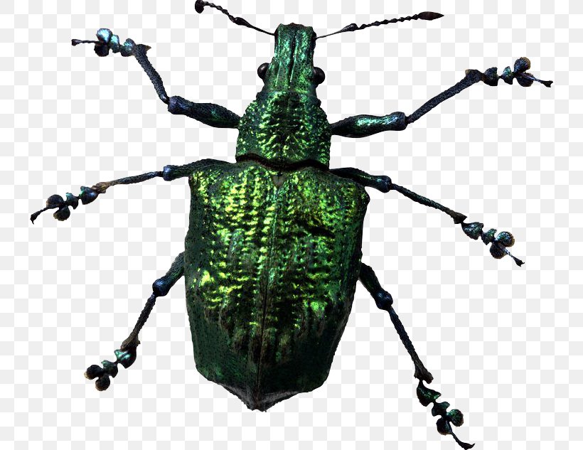 Beetle, PNG, 736x633px, Beetle, Display Resolution, Helicopter, Image File Formats, Insect Download Free