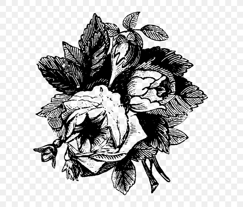 Black-and-white Flower Plant Drawing Sketch, PNG, 657x699px, Blackandwhite, Drawing, Flower, Plant Download Free