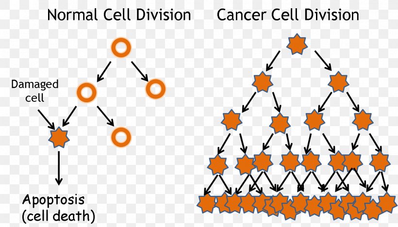 Cancer Cell Cell Cycle Cell Division, PNG, 1441x823px, Cancer Cell, Apoptosis, Area, Benign Tumor, Blood Cell Download Free