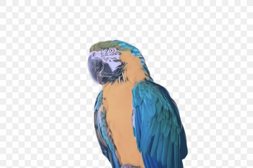 Feather, PNG, 2000x1332px, Bird, Beak, Feather, Macaw, Parakeet Download Free