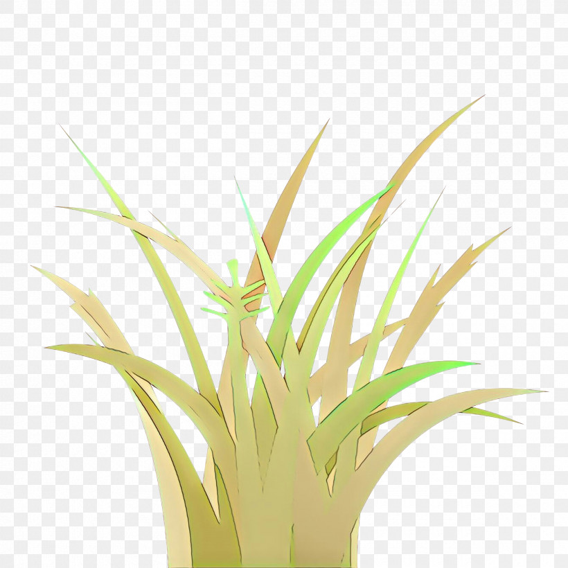 Grass Plant Yellow Grass Family Flower, PNG, 2400x2400px, Grass, Flower, Grass Family, Houseplant, Plant Download Free