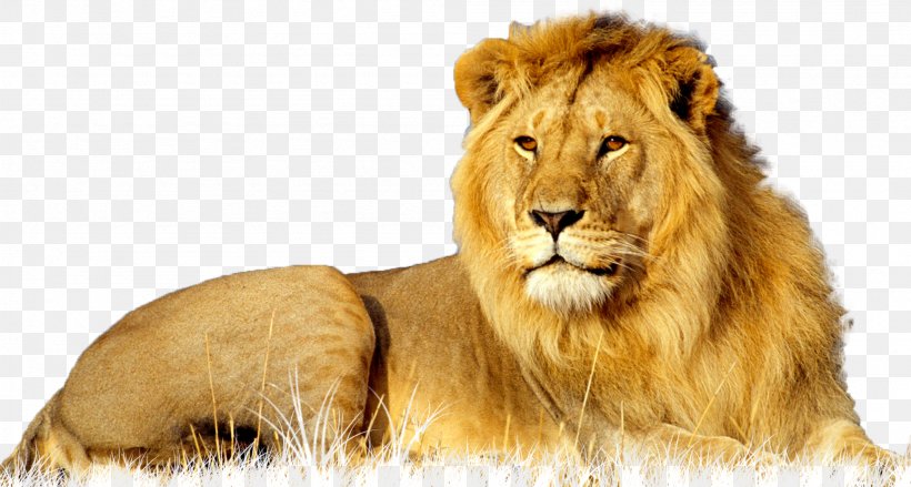 Lion African Wildcat Leopard Big Cat, PNG, 2001x1072px, Lion, African Wildcat, Animal, Big Cat, Big Cats Download Free