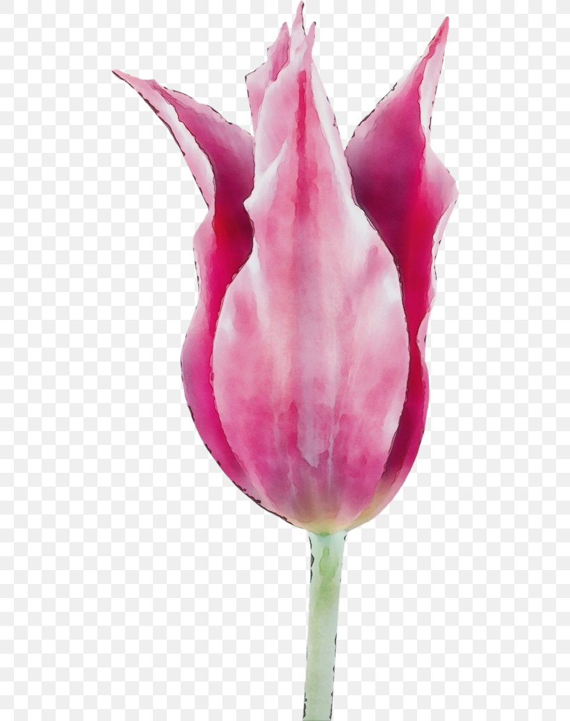 Tulip Pink Petal Flower Plant, PNG, 500x1037px, Watercolor, Bud, Closeup, Flower, Flowering Plant Download Free