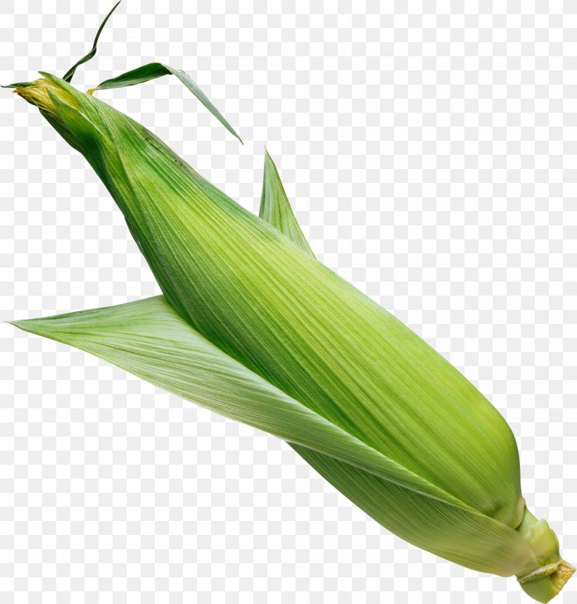 Corn On The Cob Flint Corn Image Sweet Corn, PNG, 2000x2094px, Corn On The Cob, Corn, Corn Kernel, Dent Corn, Field Corn Download Free