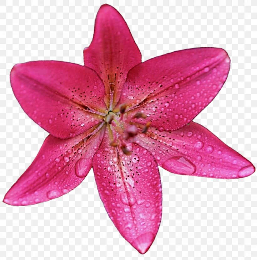 Petal Pink M Lily M, PNG, 889x899px, Petal, Flower, Lily, Lily M, Magenta Download Free