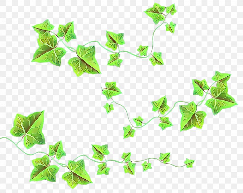Vine Clip Art Common Ivy Transparency, PNG, 3000x2386px, Vine, Araliaceae, Common Ivy, Drawing, Flower Download Free