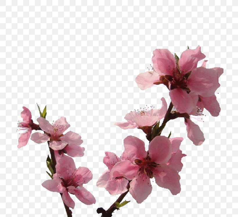 Transparency And Translucency Preview, PNG, 750x750px, Transparency And Translucency, Blog, Blossom, Branch, Cherry Blossom Download Free
